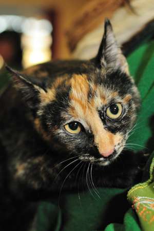 Polly,  pisicuta tortie,  3 luni