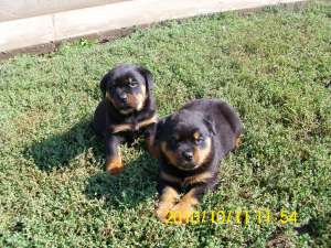 Vand pui Rottweiler cu pedigree si carnet sanatate