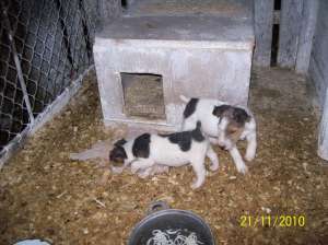 vand ieftin pui fox terrier sarmos