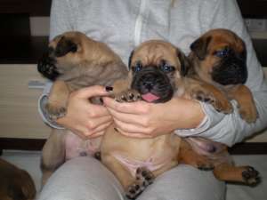vand catei rasa bullmastiff