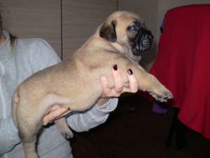 vand catei rasa bullmastiff