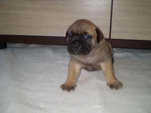 vand catei rasa bullmastiff