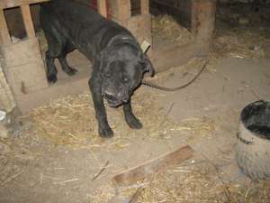 URGENT VAND PUI CANE CORSO