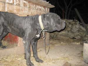 URGENT VAND PUI CANE CORSO