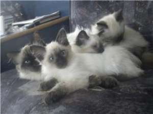 dau spre adoptie