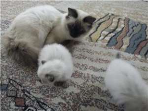 dau spre adoptie