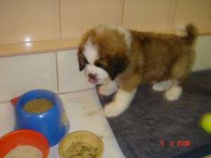 dau spre adoptie.