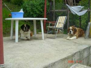 dau spre adoptie.