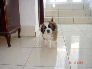 dau spre adoptie.