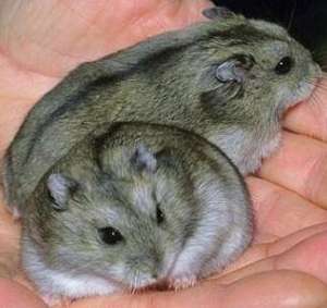 vand hamster siberian
