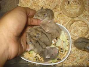 vand hamster siberian