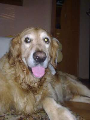 Mascul Golden Retriever pentru monta