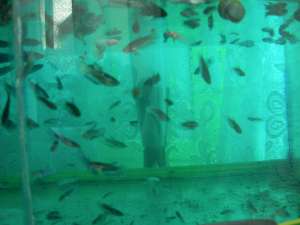 Vand Betta Splendes