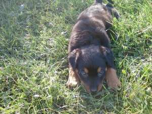 Vand urgent Rottweiler