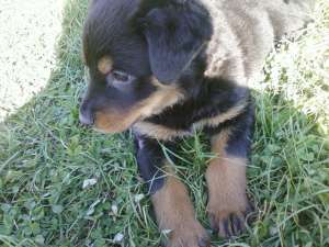 Vand urgent Rottweiler