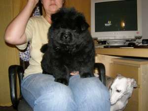 Vand Pui Chow-Chow cu Pedigree A
