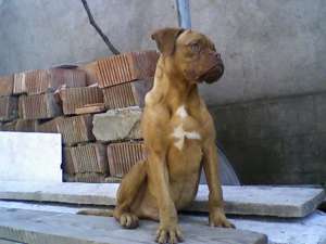 vand caine dog de bordoeaux