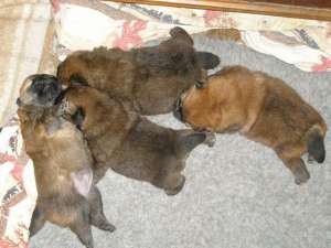 Vand Pui Chow-Chow cu Pedigree A