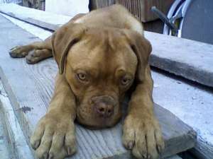 vand caine dog de bordoeaux