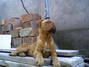 vand caine dog de bordoeaux