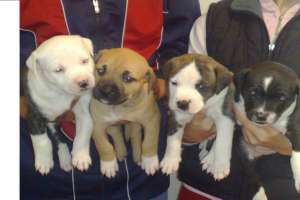 PUI AMSTAFF