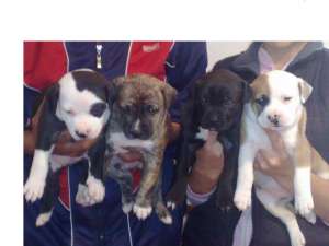 PUI AMSTAFF