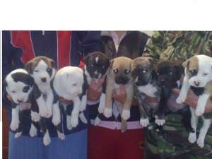 PUI AMSTAFF