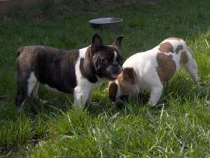 vand sau dau spre adoptie.