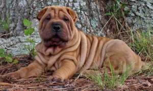 vand sau dau spre adoptie.