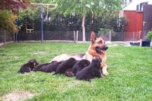 vand sau dau spre adoptie.