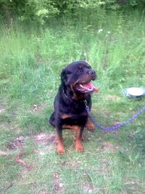 ofer mascul rottweiler