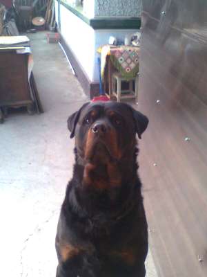 ofer mascul rottweiler