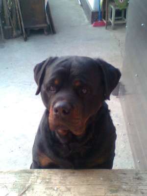 ofer mascul rottweiler
