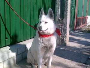 caut mascul SAMOYEDE pt monta urgent