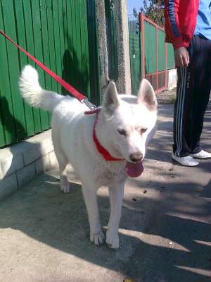 caut mascul SAMOYEDE pt monta urgent