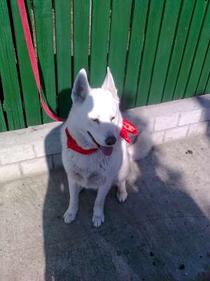 caut mascul SAMOYEDE pt monta urgent