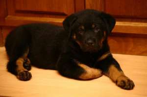 vand rottweiler