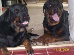 vand rottweiler