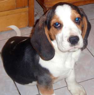 Vand catei Beagle