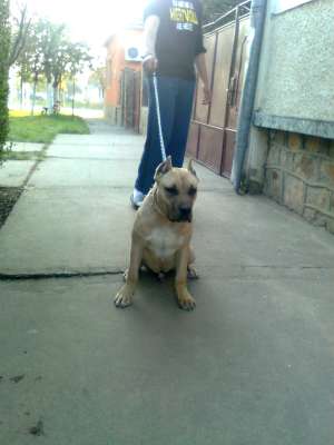 Vand mascul Amstaff