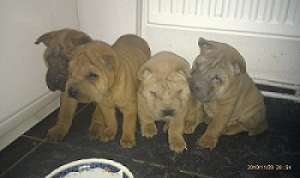 Vand pui rasa shar-pei