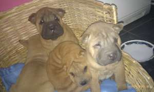 Vand pui rasa shar-pei