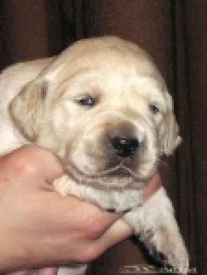 CANISA GOLDEN RETRIEVER