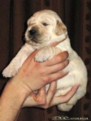 CANISA GOLDEN RETRIEVER