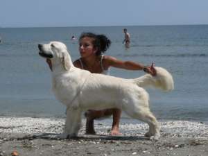 CANISA GOLDEN RETRIEVER
