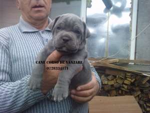 cane corso pui