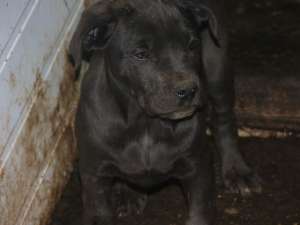 cane corso