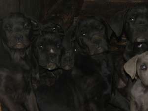 cane corso