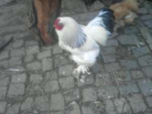 vand cocos brahma