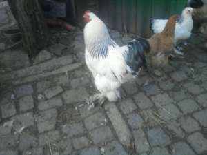 cocos brahma